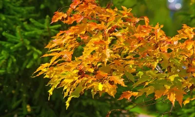 Acer ginnala 'Flame', Клен Гиннала 'Флейм'|landshaft.info