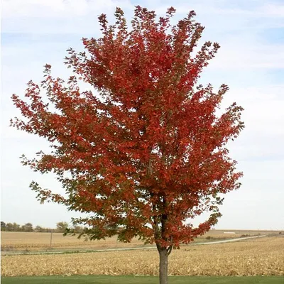 Клен татарский гиннала ( Acer tataricum ginnala )