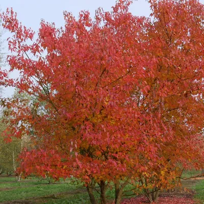 Картинки по запросу клен гиннала | Alberi da giardino, Idee giardino  giapponese, Idee giardino zen