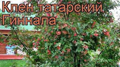 Клён татарский купить в питомнике Зеленый Максимум