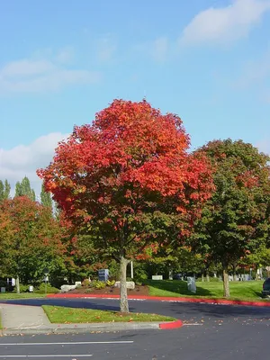 Клен татарский Гиннала (acer tataricum ginnala) 🌿 Гиннала обзор: как  сажать, саженцы клена Гиннала - YouTube