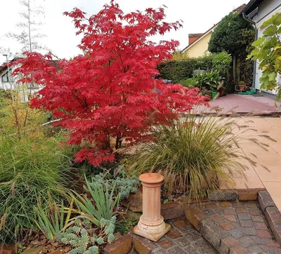 Acer ginnala 'Flame', Клен Гиннала 'Флейм'|landshaft.info