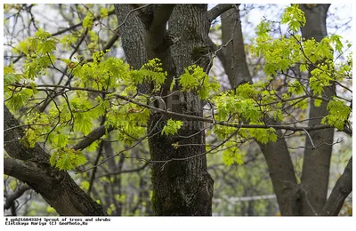 Фотография Клён остролистный (Acer platanoides) Деревья весной | Фотобанк  ГеоФото/GeoPhoto | GetImages Group
