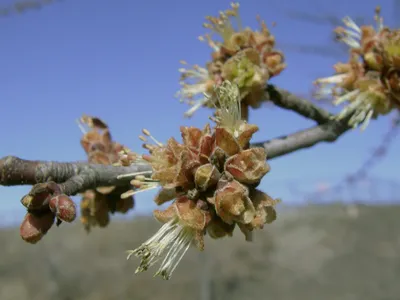 Фотографии - дерево клен весной: фото, изображения и картинки