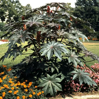 Клещевина Обыкновенная (Ricinus communis) Семена 10шт + подарочные семена |  AliExpress