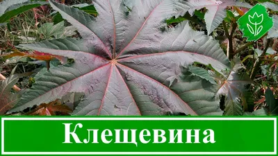 ☘️ Растение клещевина – посадка и уход, выращивание клещевины из семян;  клещевина обыкновенная - YouTube