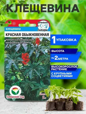 Цветы Клещевина Зеленая богиня 5шт Сибирский сад - купить в Москве, цены на  Мегамаркет