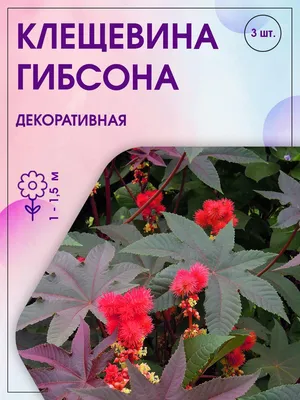 Клещевина - «Украшение сада. Пальма на даче. есть фото» | отзывы