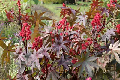 Клещевина обыкновенная (Ricinus communis) | BOTSAD.BY