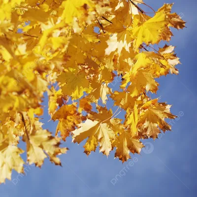 желтый клен осенью стоковое фото. изображение насчитывающей золотисто -  228661448