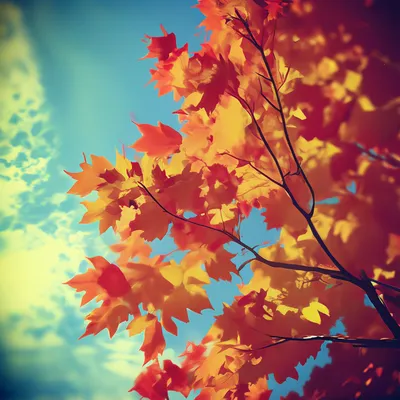 Дерево клена осенью с большими сухими коричневой листьями в лесу Стоковое  Фото - изображение насчитывающей клен, старо: 200808178