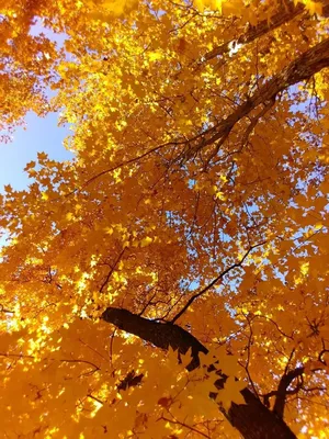 Фотография Осенние кленовые листья, осенняя раскраска кленов, листья  японского клена, клен ложнозибольдов, Приморский край России | Фотобанк  ГеоФото/GeoPhoto | GetImages Group