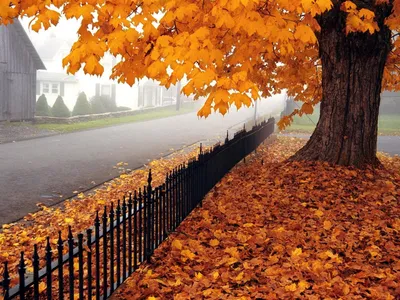 Клён осенью | Осенний день, Осень, Листья