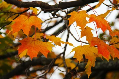 Листья Клен Осень Осенью - Бесплатное фото на Pixabay - Pixabay