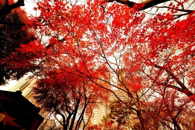 Японский красный клен осенью Acer Palmatum :: svealand *** – Социальная  сеть ФотоКто