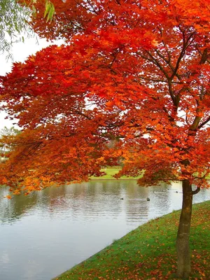 Клен Листья Осень - Бесплатное фото на Pixabay - Pixabay