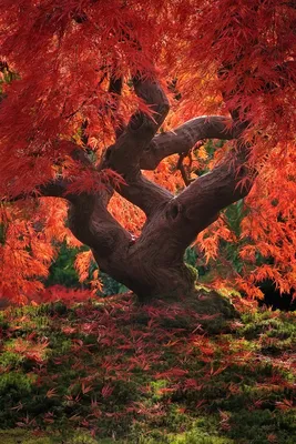 Купить Искусственное дерево Осенний клен бонсай В горшке / для декора по  выгодной цене в интернет-магазине OZON.ru (1180286816)