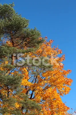 Дальневосточный клен осенью - Фотография - Растения