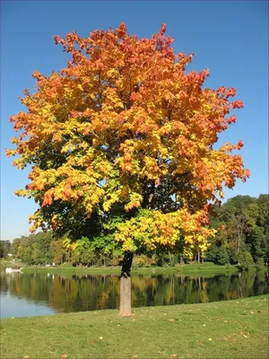 осенне-желтый клен осенью листья и тени фона Стоковое Фото - изображение  насчитывающей листво, листья: 224453760