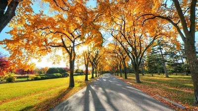 File:Autumn leaves Все краски осени Acer saccharinum Клён серебристый  Лист.jpg - Wikimedia Commons