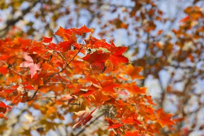 Осень Клен Кленовые Листья - Бесплатное фото на Pixabay - Pixabay