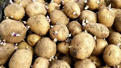 Клубень картофеля фото фото