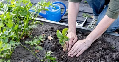 Клубника Берегиня саженцы недорого в питомнике Заказ В Сад