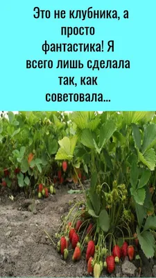 Семена клубника Сибирский сад Зефир 53565 1 уп. - отзывы покупателей на  Мегамаркет