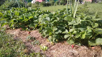 Клубника. Ремонтантные сорта | Статьи журнала \"Сады и огороды Приморья\"