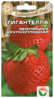 Фермеры Закарпатья считают убытки – померзло 20% урожая клубники - Новини  АПК | Головні фермерські новини України