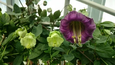 Кобея лазающая.(Cobaea scandens).🌷 #flowerworld #цветы #flowers - YouTube