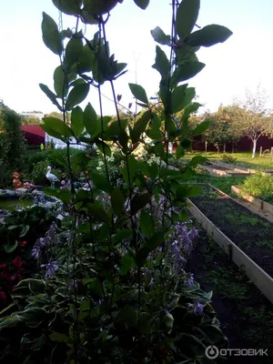 Кобея лазающая Мексиканская лиана Выращивание из семян - YouTube