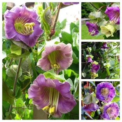 Кобея лазающая Фиолетовая (семена,цветы) купить по цене 62 ₽ в  интернет-магазине KazanExpress
