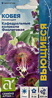 Кобея лазающая | Ботанический cад МГУ | Дзен