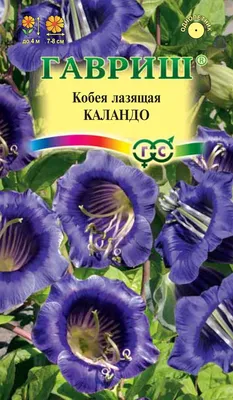 Кобея лазающая (Cobaea scandens) — описание, выращивание, фото | на  LePlants.ru