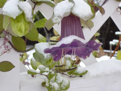 Кобея лазающая фиолетовая 5 шт купить недорого в интернет-магазине товаров  для сада Бауцентр