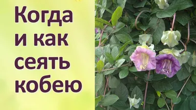 Кобея: как вырастить красавицу-лиану. Обсуждение на LiveInternet -  Российский Сервис Онлайн-Дневников