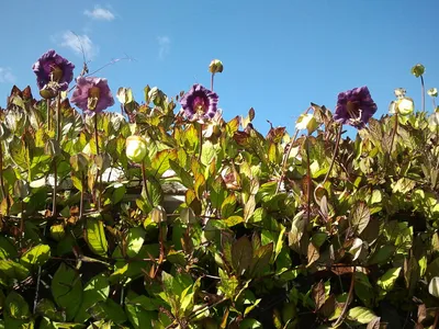 Кобея и еще 5 красивых лиан для сада | Огородные шпаргалки | Дзен