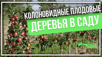 Нектарин колоновидный Фантазия – купить в питомнике по цене 565 ₽ с  доставкой по всей России.