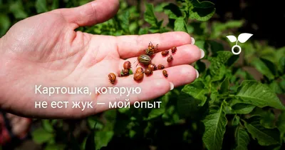 Жук картофель Колорадо едят листья картофеля. Жук картофеля в Колорадо.  Ошибка картофель на зеленом листе Стоковое Изображение - изображение  насчитывающей баффи, биохимии: 185254977