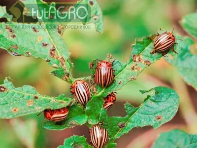 Картофель - AGRO.UZ