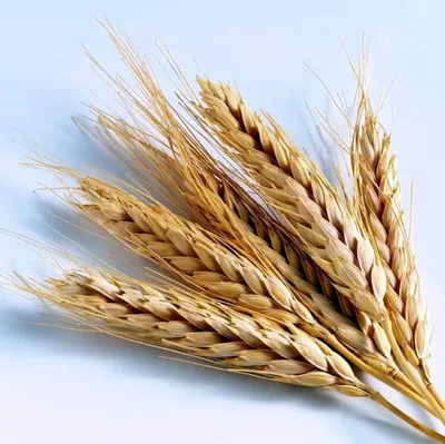 Колосок пшеницы фото фотографии