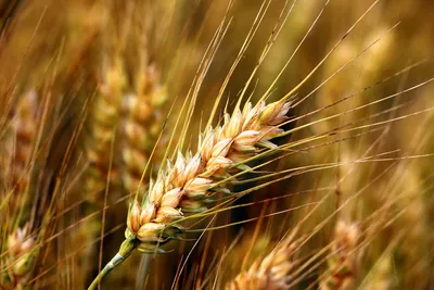 Пшеница Колосок Обрезать - Бесплатное фото на Pixabay - Pixabay