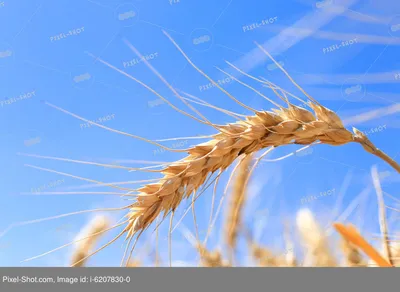 Пшеничное поле в пасмурный день крупный план, созревшие колосья пшеницы  готовые к сбору урожая. Stock Photo | Adobe Stock