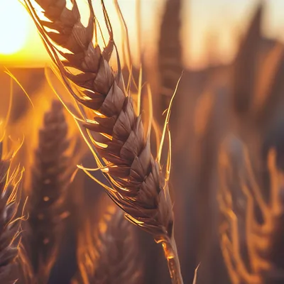 Колосок пшеницы стоковое изображение. изображение насчитывающей изолировано  - 99485455