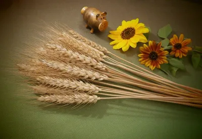 Колосок пшеницы (55 фото) - 55 фото