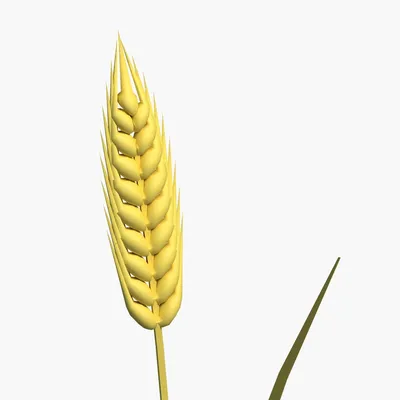Золотой колосок пшеницы в поле, крупным планом :: Стоковая фотография ::  Pixel-Shot Studio