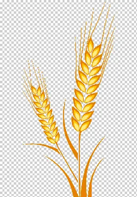 Один колосок пшеницы на белизне Стоковое Фото - изображение насчитывающей  хлебоуборка, семя: 96068646