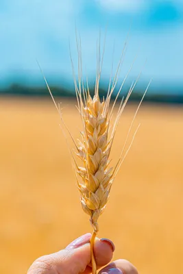 Зерновые колосья PNG , питание, колосья пшеницы, пшеница PNG картинки и пнг  PSD рисунок для бесплатной загрузки