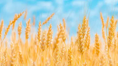 Рисунок колосья пшеницы - 61 фото